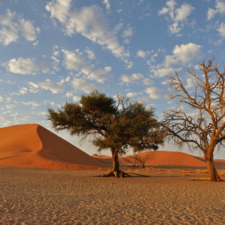 Namib - Dune 45